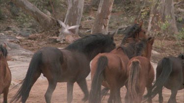 Group of brumbies standing and walking