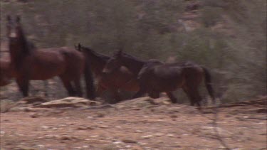 several brumbies approaching some others. They all stop and stare in the direction of the camera.