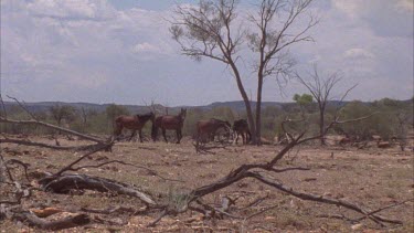 Group of Brumbies