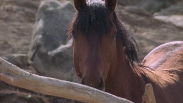 Brumby raising its head