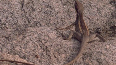 Lizard sitting on rock, runs away