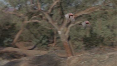 Galahs fly to and land on tree with other Galahs