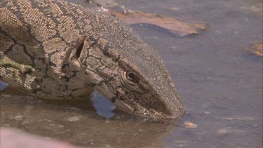 Lizard drinking in water