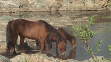 lizard and Brumbies drinking