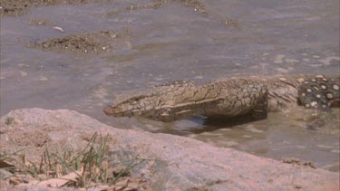 lizard crawling out of water