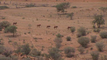 Line of brumbies walking through desert, zoom out