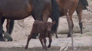 calf walking near brumbies