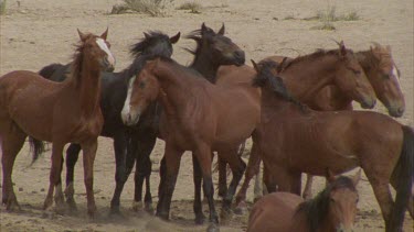 Group of brumbies, start suddenly