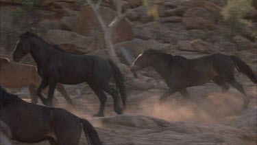 Group of brumbies galloping