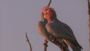 Galahs fly off branch one by one