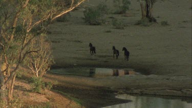 Zoom out as brumbies walk past waterhole