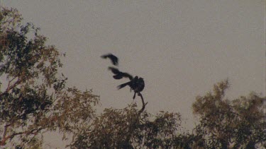 small Birds mobbing raptor around top of tree