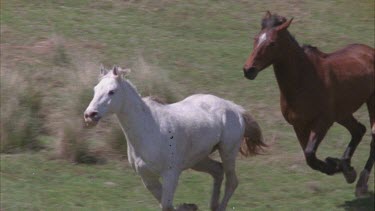 Brumbies galloping