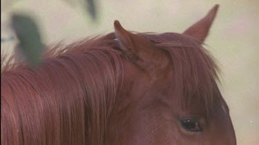 CM0001-SV-0041377 Brumby sniffing another's mouth