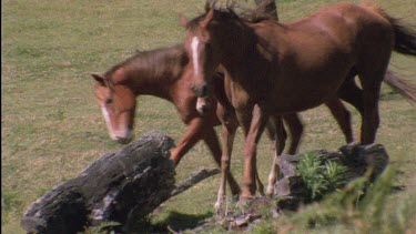 Brumby with foal