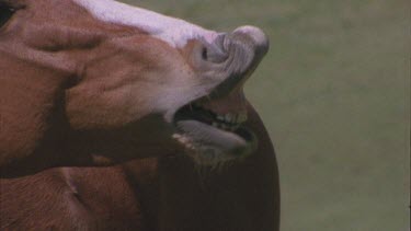 Brumbies mouth, zooms out to brumby trotting