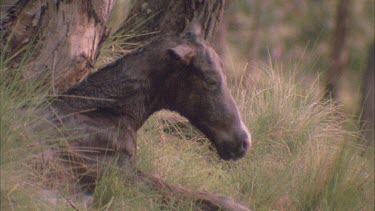 Brumby cleaning its foal