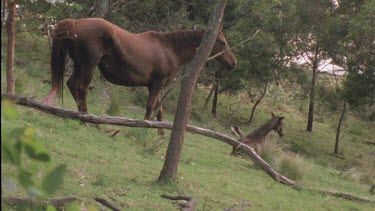Foal tries to stand and falls over, mother watching