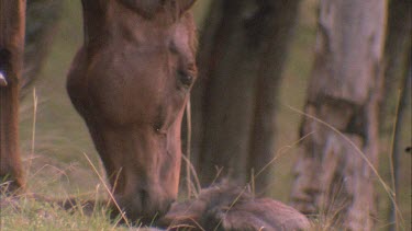 Mother stands by and foal tries without success to stand up