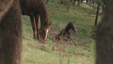 Foal stands and begins to try and eat