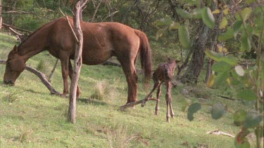 foal steps over branch