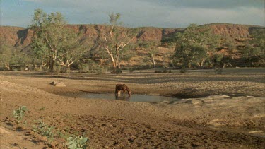 adult and foal drinking in water hole