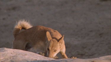 dingo with meat in mouth