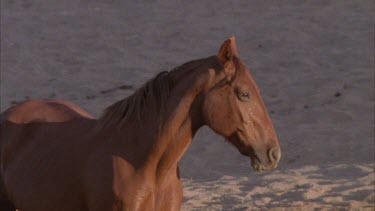 brumby, pan to dingo walking off with dead animal in its mouth