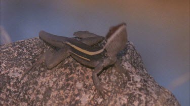 Lizard sitting on rock