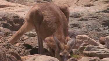 kangaroo with joey in pouch drinking