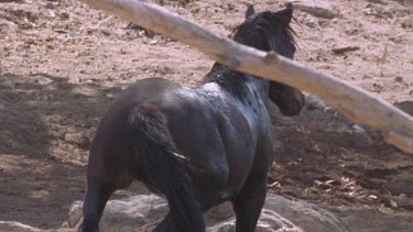 Brumby shaking and water flying