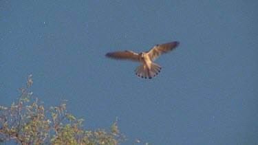 Birds flying