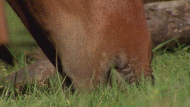 horses mouth as it eats grass