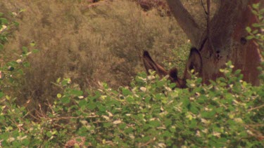 Donkey's ears appear above vegetation