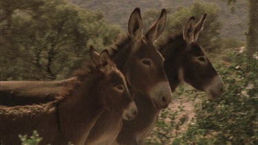 donkeys walking