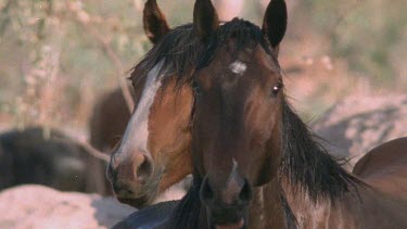 cut between brumbies running and helicopters flying