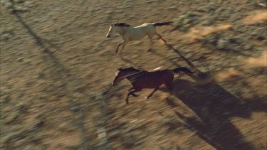 brumbies running