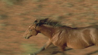 brumby running along ground