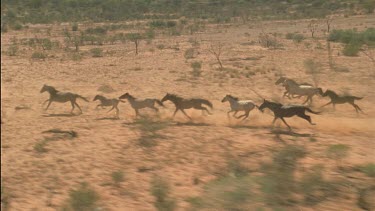 herd of brumbies running