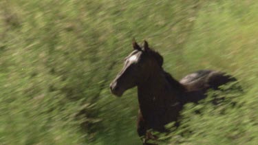 Brumbies running through long grass