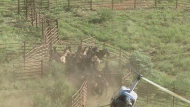 Brumbies being herded into pen