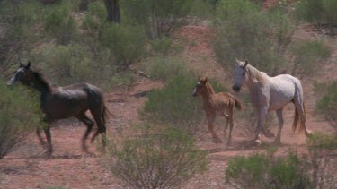 Brumbies being herded into pen