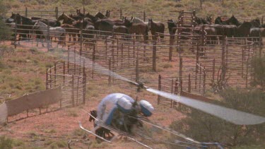 Brumbies being herded into pen