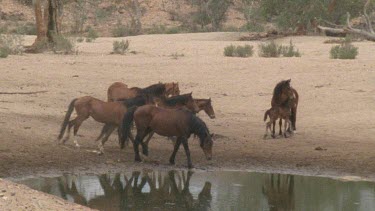 brumbies and foal drinking at waterhole, suddenly all run