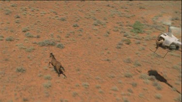 Brumbies running, helicopter shoots one and it falls