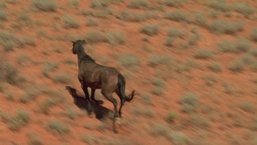 Brumby running is shot and flips over dead