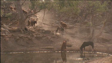 brumbies and cattle walking to waterhole. Two brumbies are already drinking.