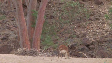 kangaroo walking slowly