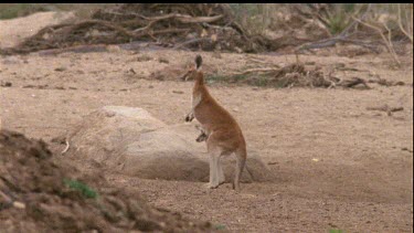 Kangaroo with Joey bends down