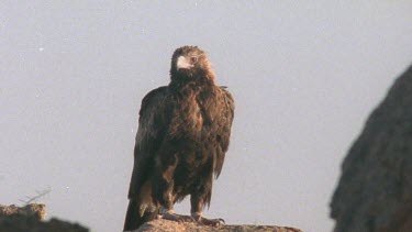 eagle sitting on a rock